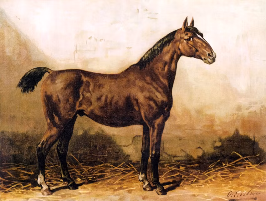 HOLSTEIN HÄST av OTTO EERELMAN Oljetryck