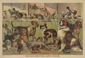 HUND UTSTÄLLNING USA 1893