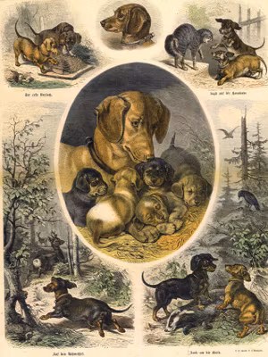 TAX HUNDEN SOM JAKTHUND av FRIEDRICH och CARL SPECHT Konsttryck på duk