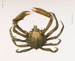 SPIDER CRAB Krabba