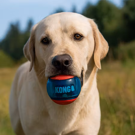 KONG Leksak Squeezz Action Ball 3p Flerfärgad M