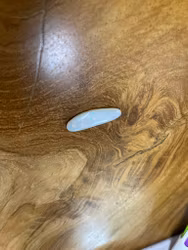 Opal combochon från Australien