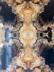 Manifestation no. 1