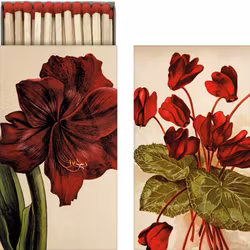 Tändsticksask Amaryllis