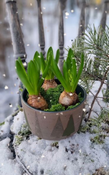 Drejag skål, stengods, handmålat mönster i form av granar, skogsgrön glasyr