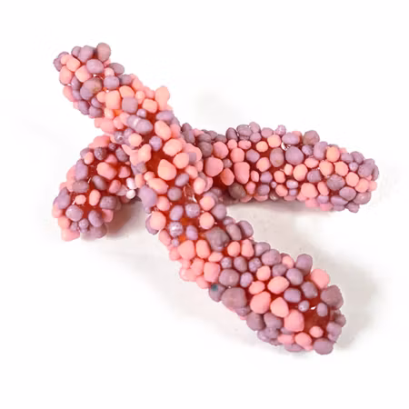 Jellioo Geeks Worms Purple&Pink 2kg