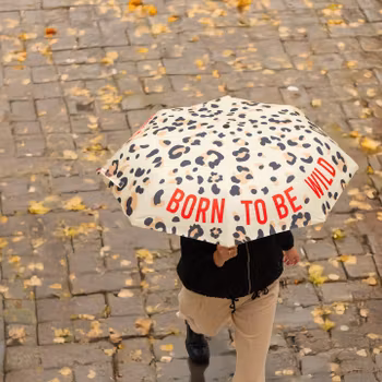 Paraply – Born to be wild