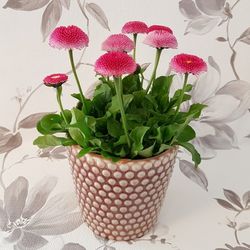 Kruka Johannes rosa