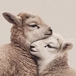 Vykort Side by Side, får