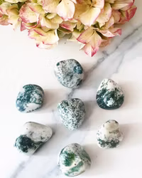 Trumlad större Trädagat