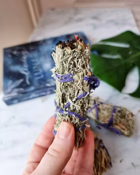 Blue Sage/ Desert Sage, salviabunt