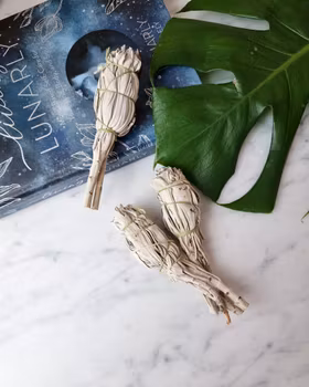 Vit Salvia (mini) salviabunt