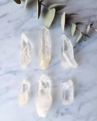 Lemurienspets, Colombia välj din favorit