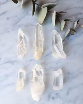 Lemurienspets, Colombia välj din favorit