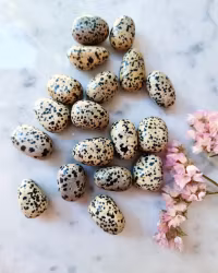 Dalmatiner jaspis, cuddle