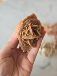 Ökenros/sandros nr 1.3