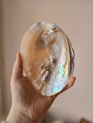 Snäckskal, ca 14-15cm