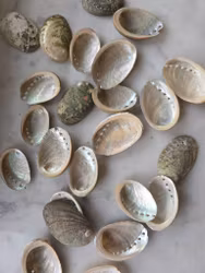 Abalone / paua snäckskal (mini)