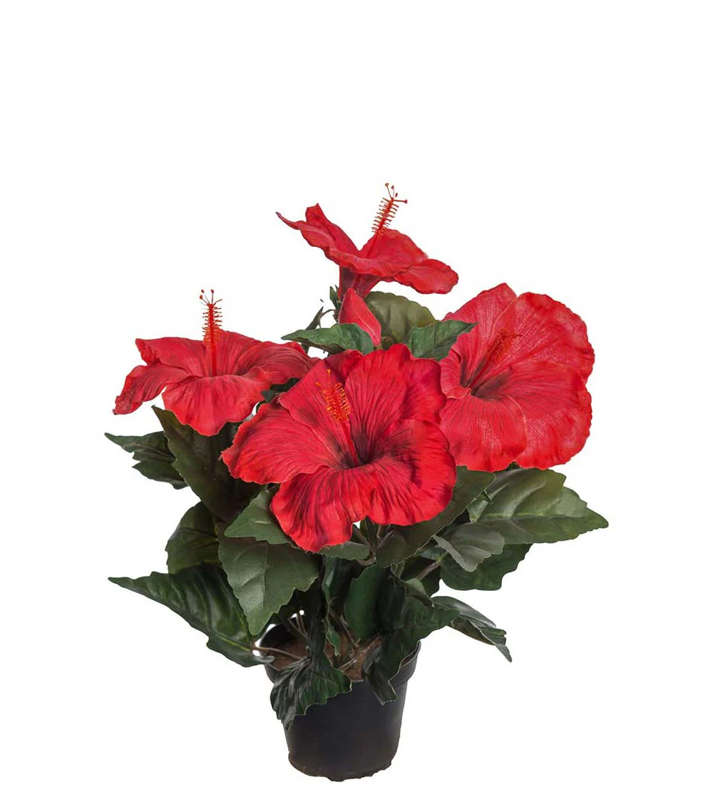 Hibiskus "flera val"