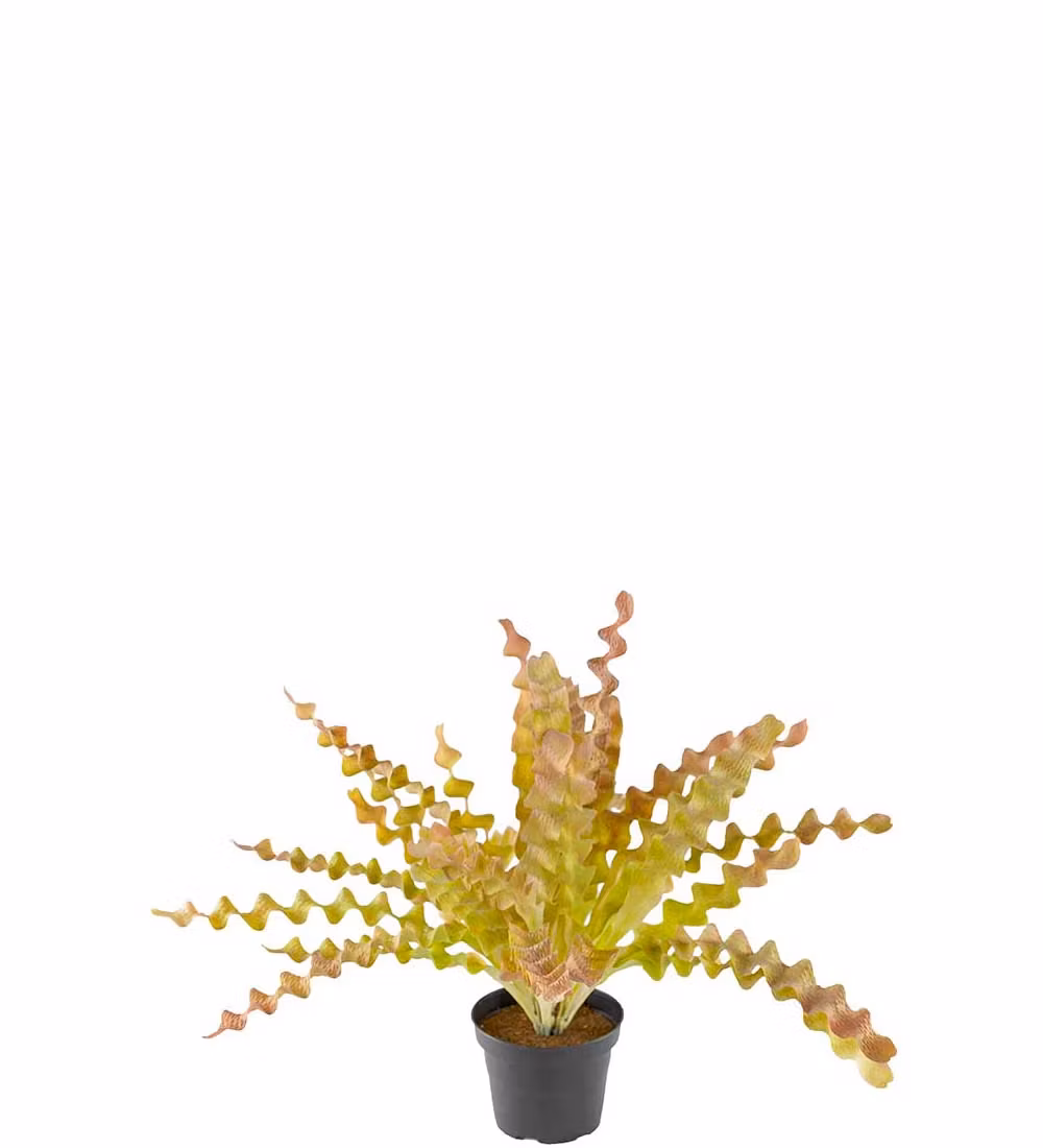Asplenium