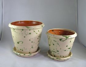 Blomkruka gröna stänk