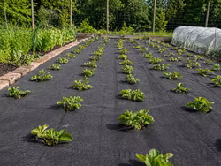 Marktäckväv 50g 1,5x10m – Ogräsduk svart | Agrotextil