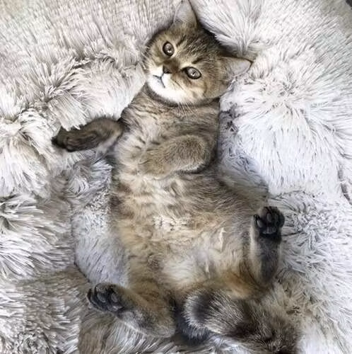 Hårig hundbädd grå - kattbädd- Kanin Storlek M