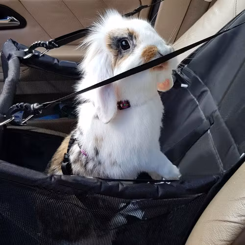 Hundbur för säte - BÄRARE FÖR HUNDAR, KATTER OCH KANIN