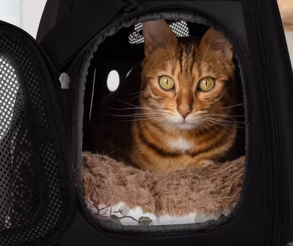 Bärväska för hund & katt - svart
