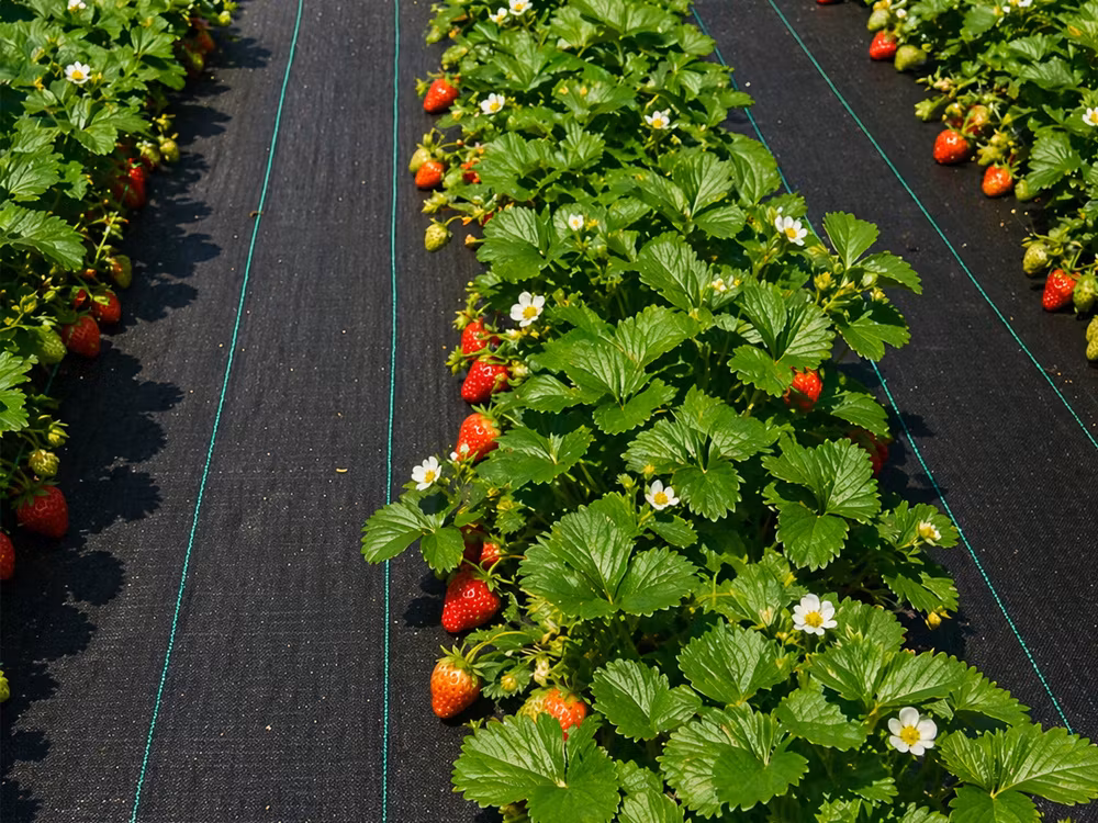 Marktäckväv 70g 1x50m – Ogräsduk svart | Agrotextil