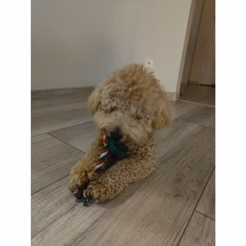 Julklappsset Hund 6 Delar – Hundleksaker med Julmotiv
