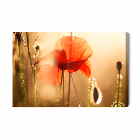 Canvastavla - Poppies in the sun