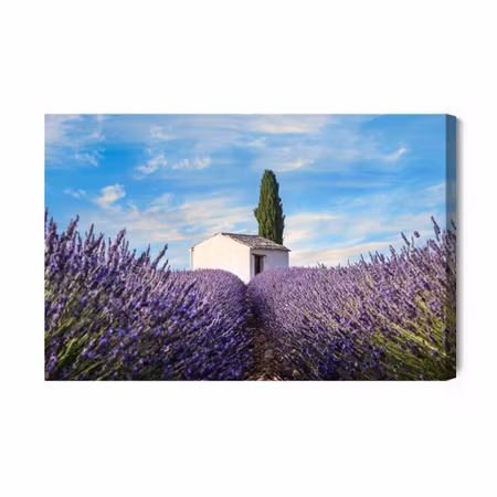 Canvastavla - Beautiful lavender flowers