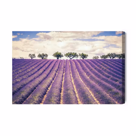 Canvastavla - Lavender field