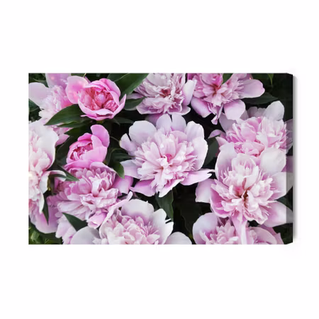 Canvastavla - Peonies among the greenery
