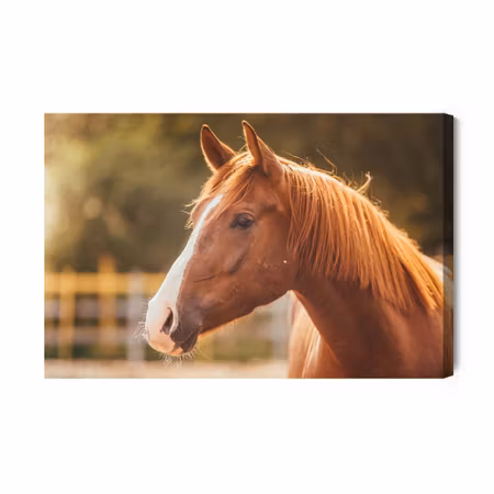 Canvastavla - A horse in the paddock