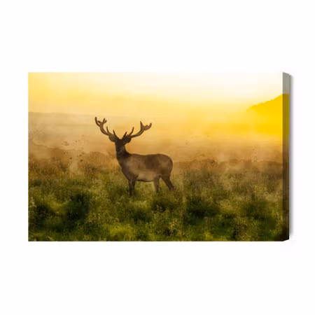 Canvastavla - A deer and a foggy morning