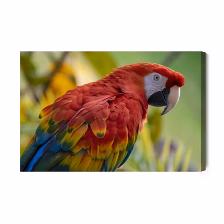 Canvastavla - Ara parrot
