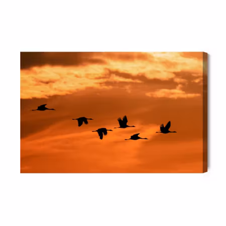 Canvastavla - Cranes at dawn