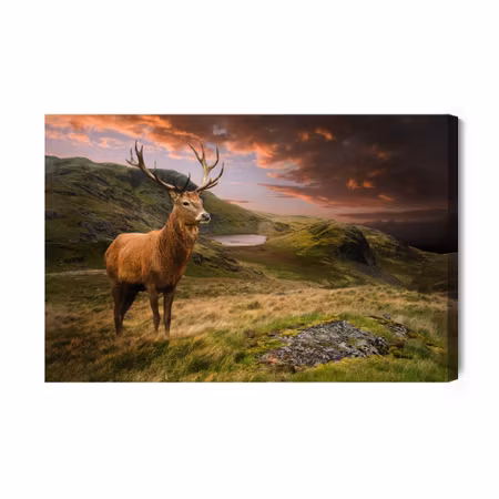 Canvastavla - A deer on a background of the cloudy sky