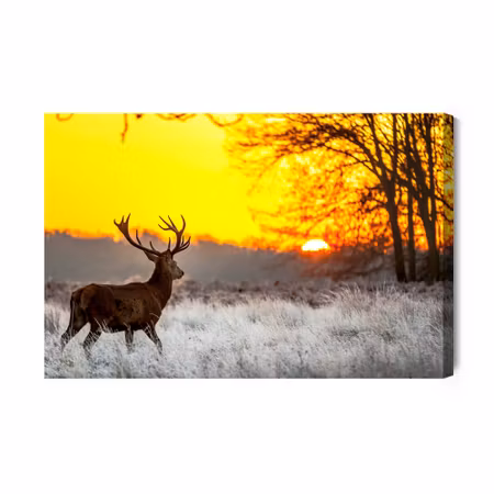Canvastavla - A deer on the background of the rising