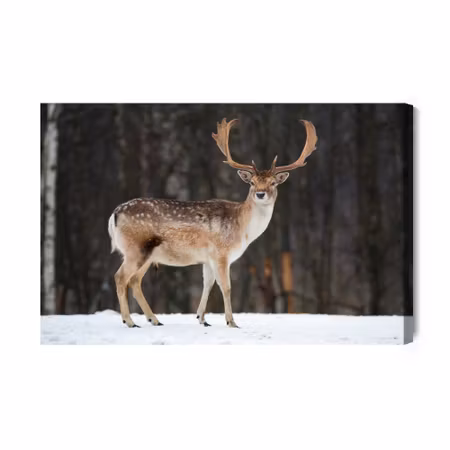 Canvastavla - Deer on the background of trees