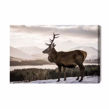 Canvastavla - A deer against the background of a