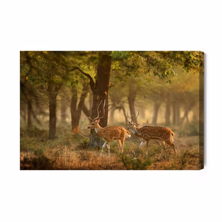 Canvastavla - Spotted young deer