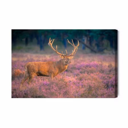 Canvastavla - A deer in the rut
