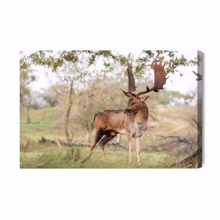 Canvastavla - Adult deer with magnificent antlers