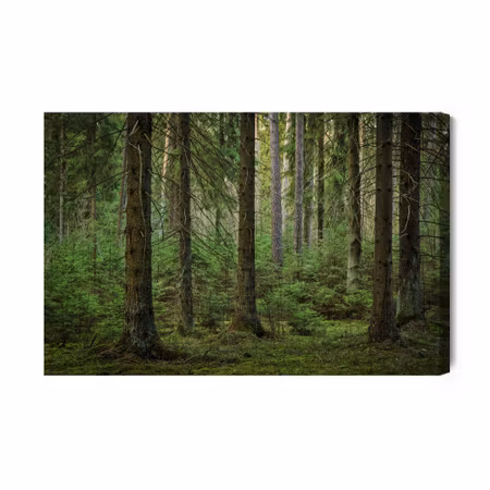 Canvastavla - Forest 3d view