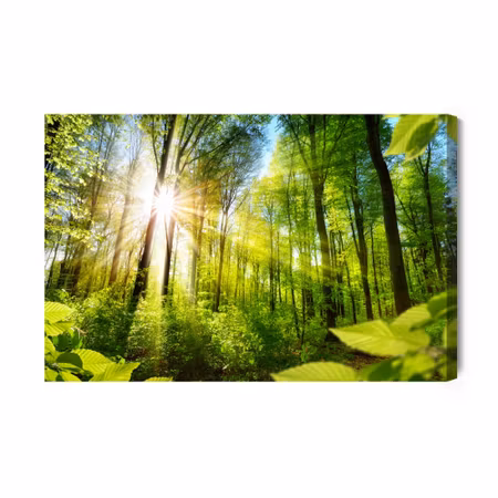Canvastavla - Sunrise in a green forest