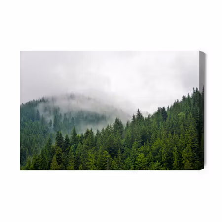 Canvastavla - Fog over the coniferous forest