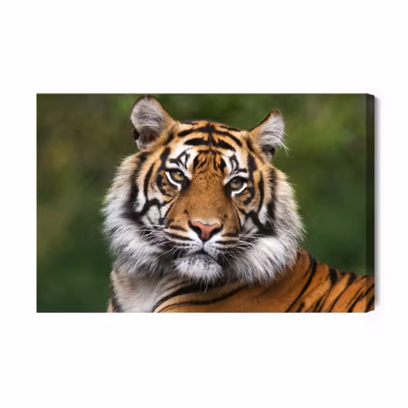 Canvastavla - Portrait of a bengal tiger